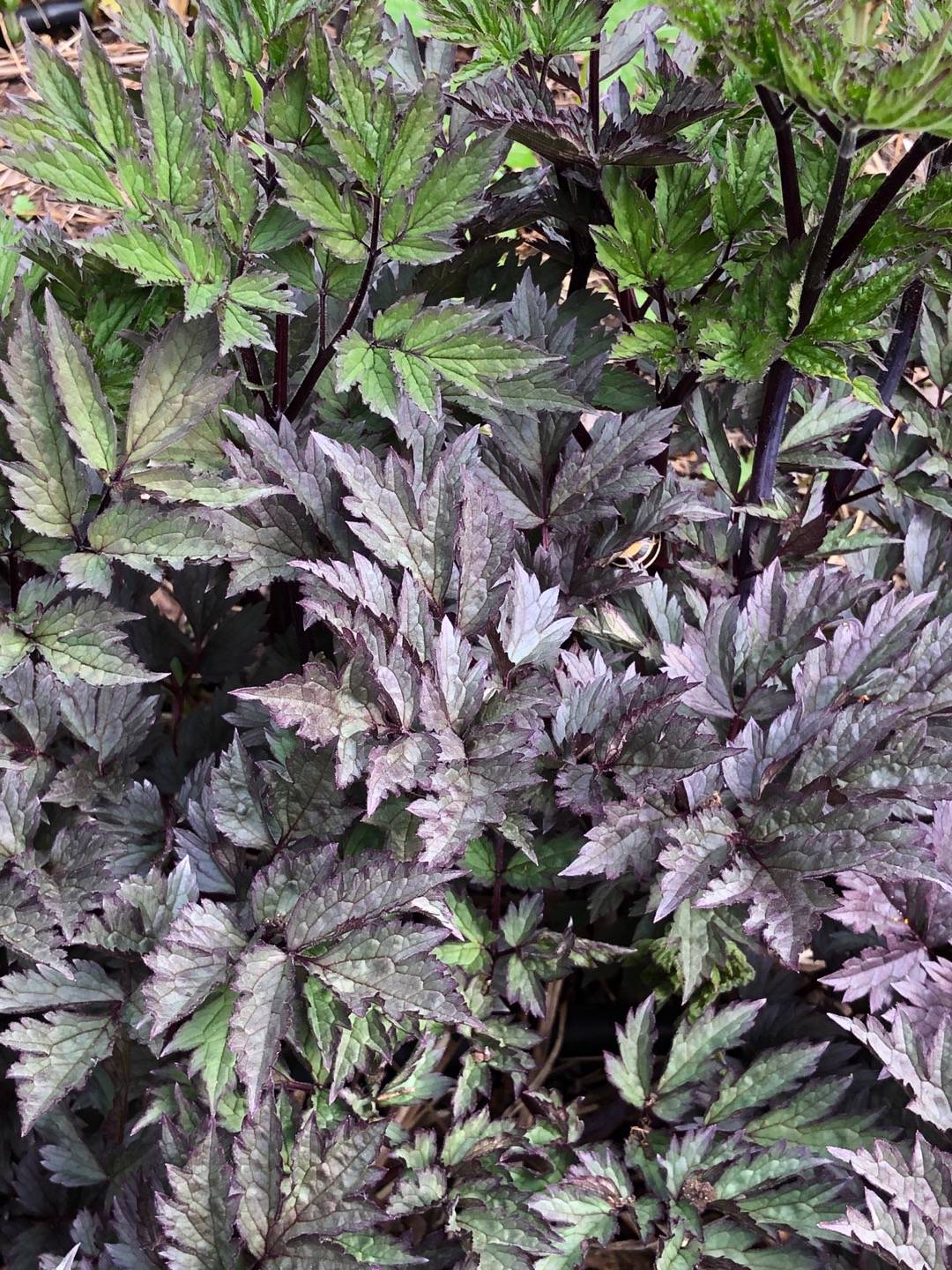 Rensättra trädgård