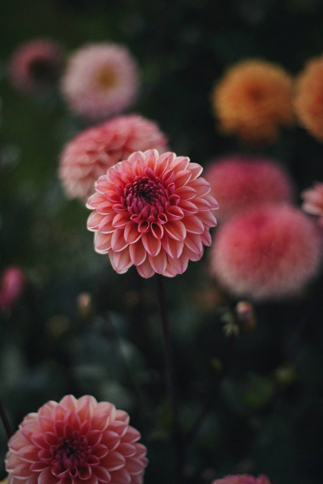 Dahlia Doris Duke