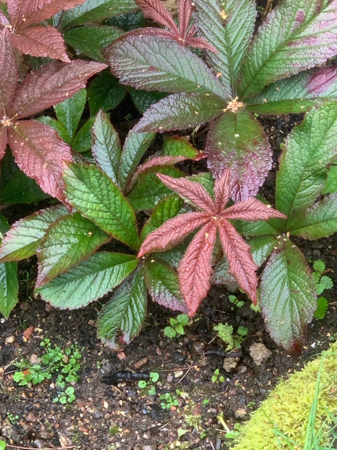 Fingerrodgersia Bronze Peacock