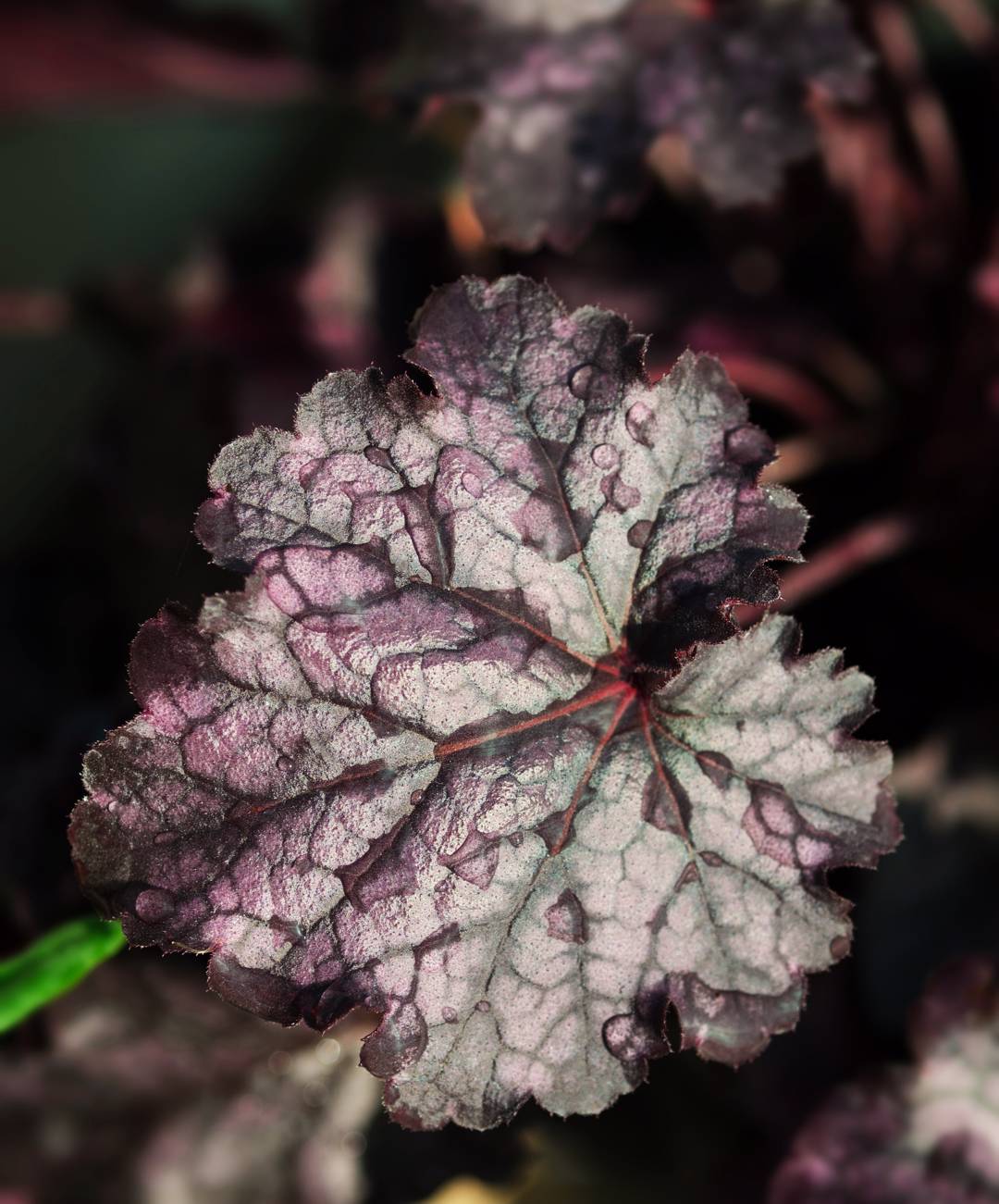 oh-garden-alunrot-huckleberry