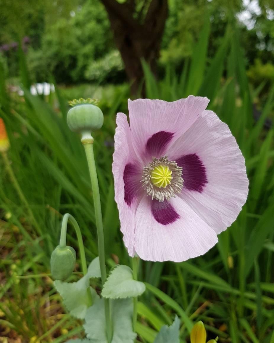 Enkel Vallmo Bread Seed Poppy