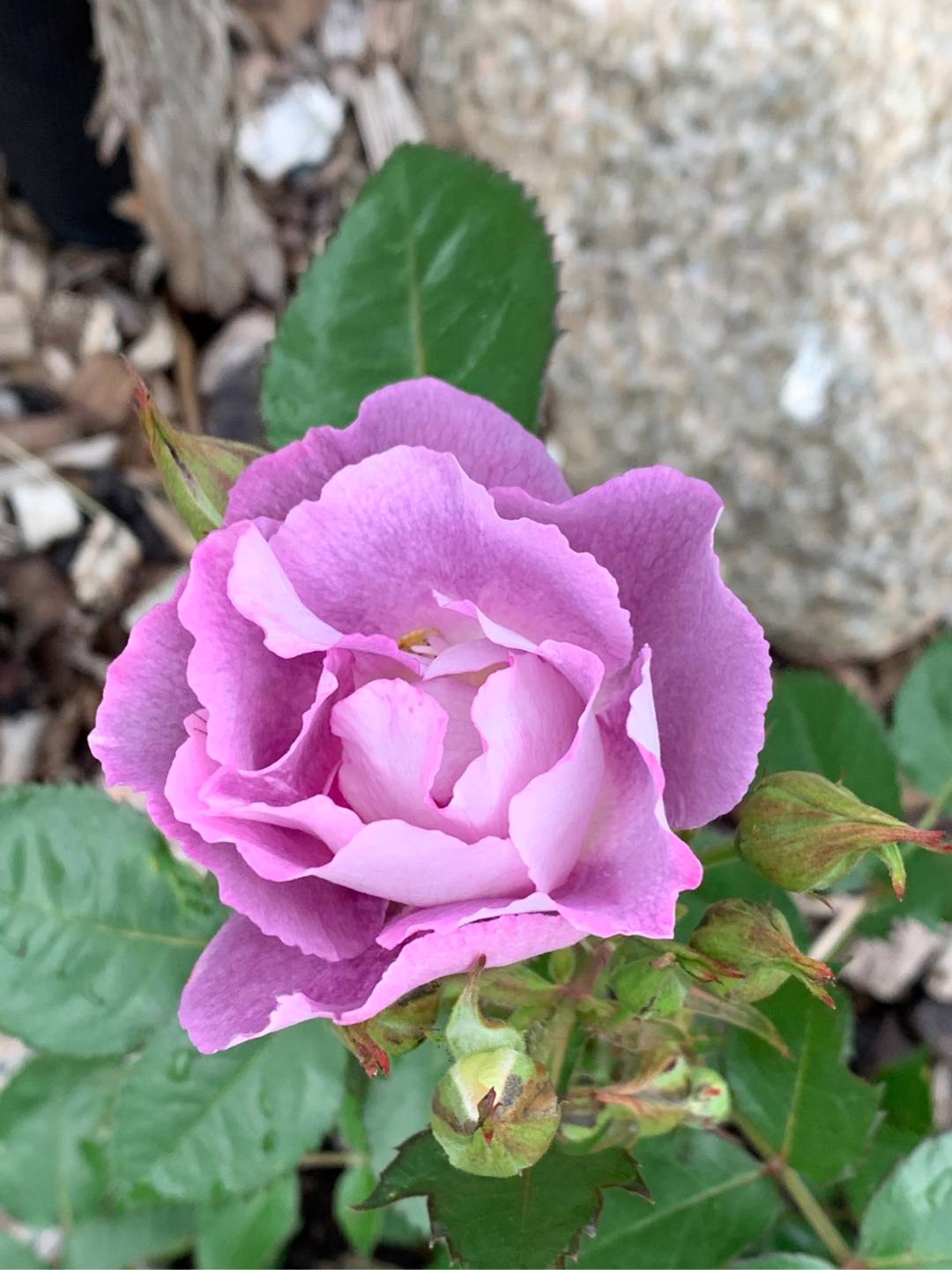 Ros Blue For You