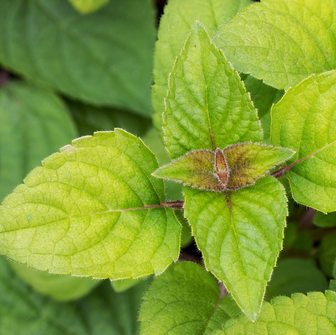 Salvia Honey Melon