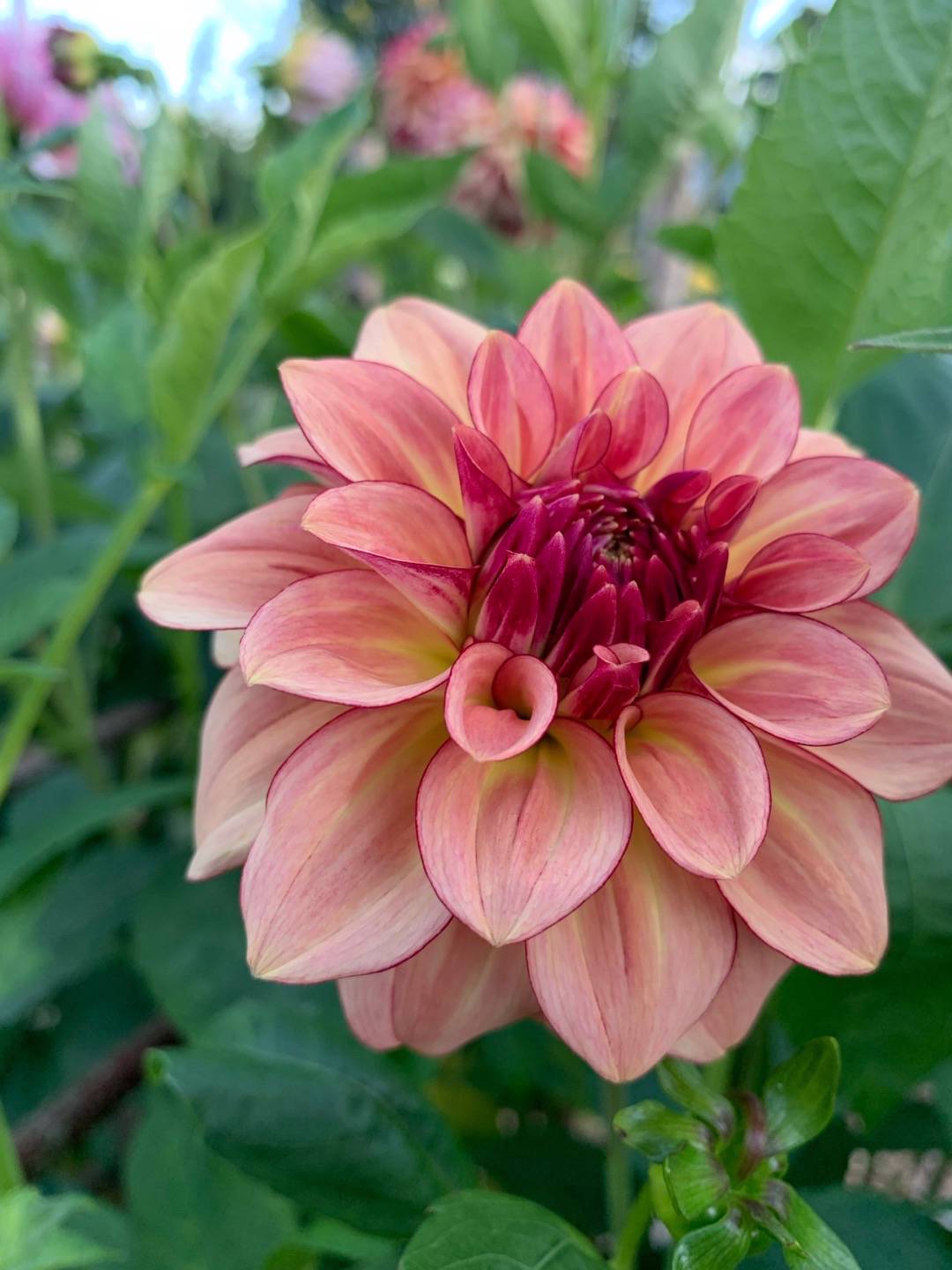 ModerjordsTrädgård