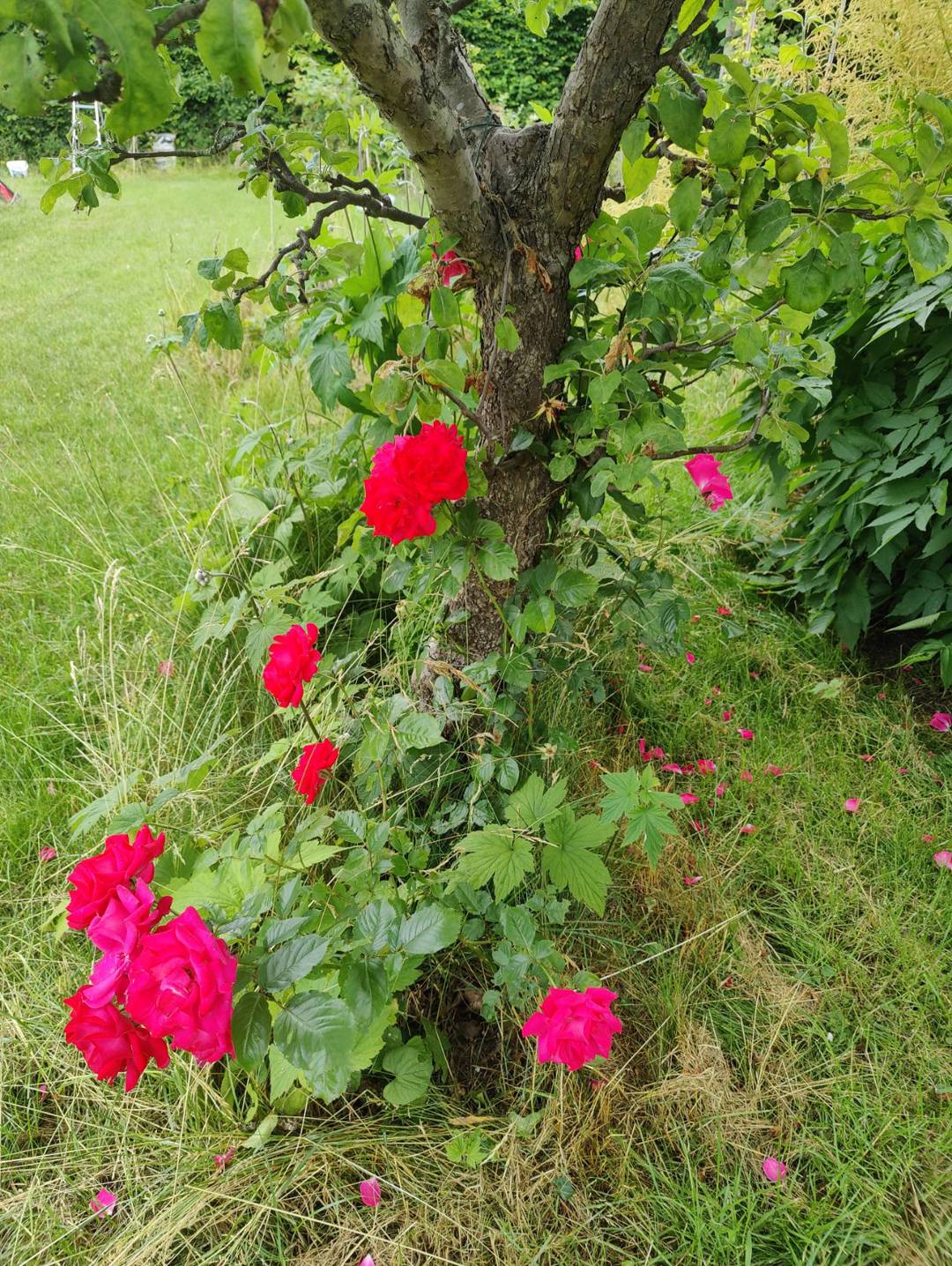 Oh!Garden - Ros Heidelberg