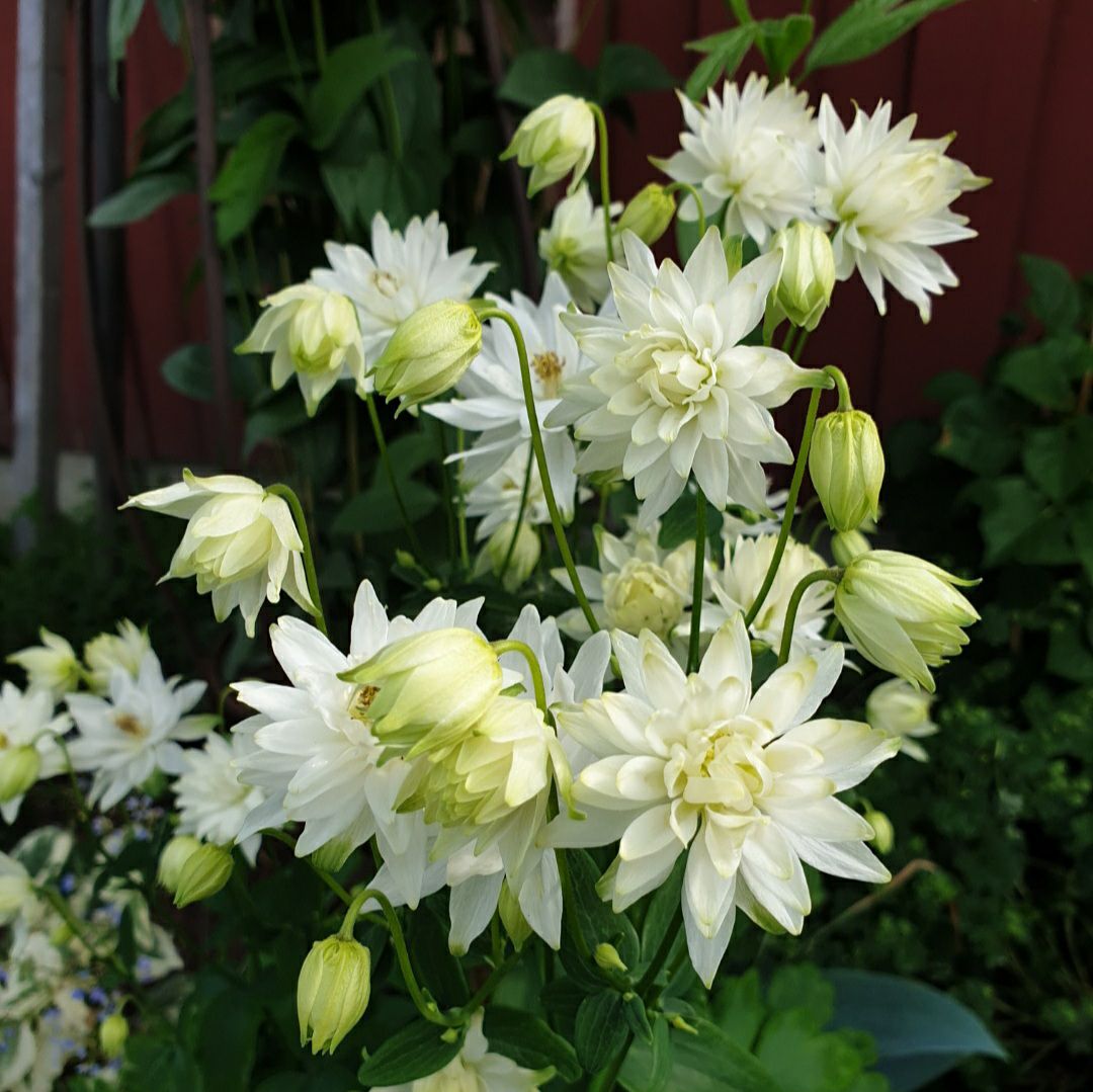 Oh!Garden Akleja Clementine White