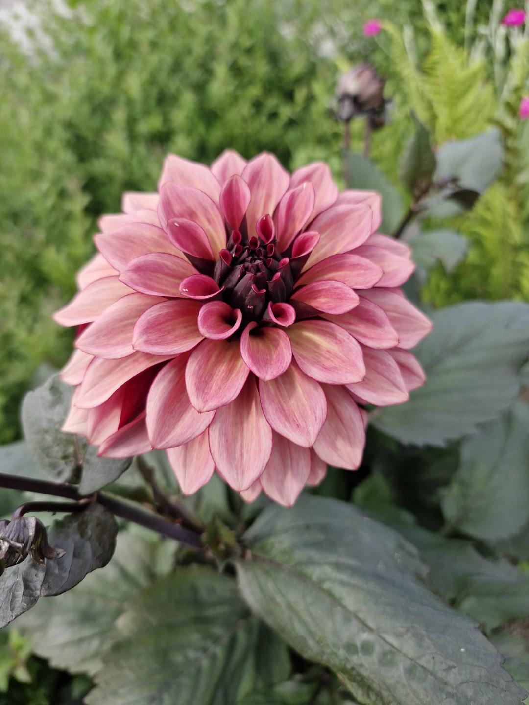 Trädgården på nr.15