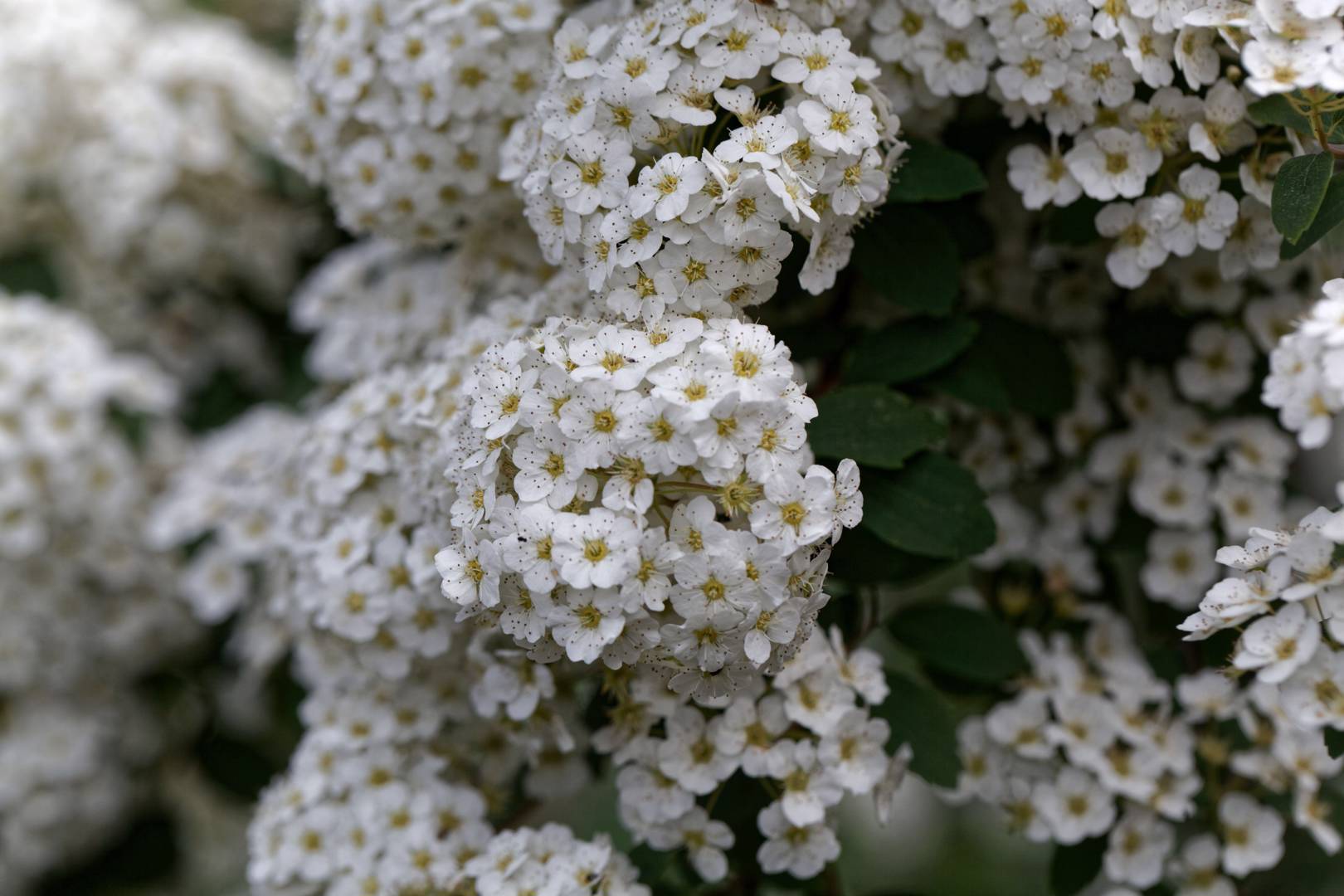 Bukettspirea 