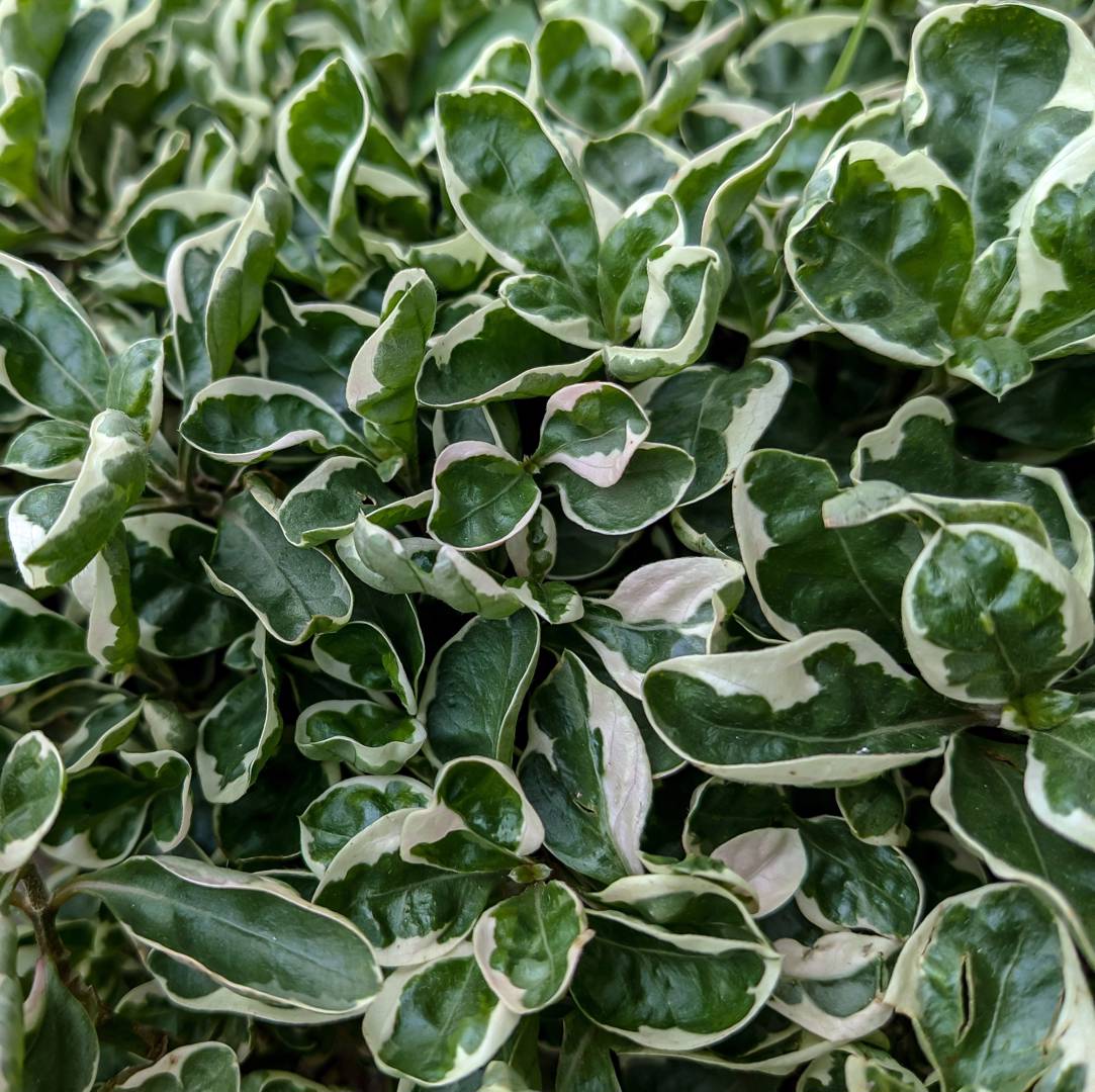 Skimmerkoprosma 