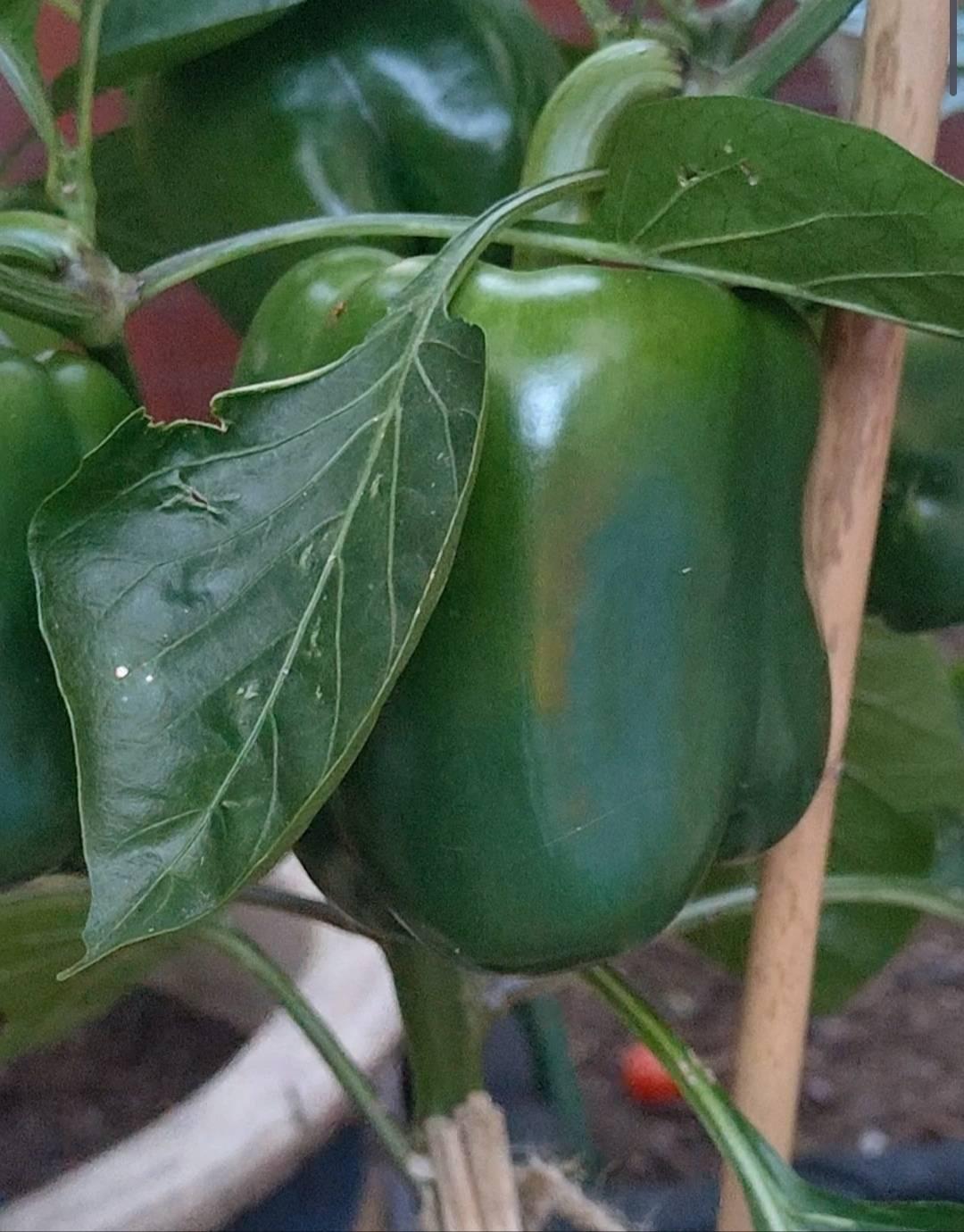 Paprika Trapez