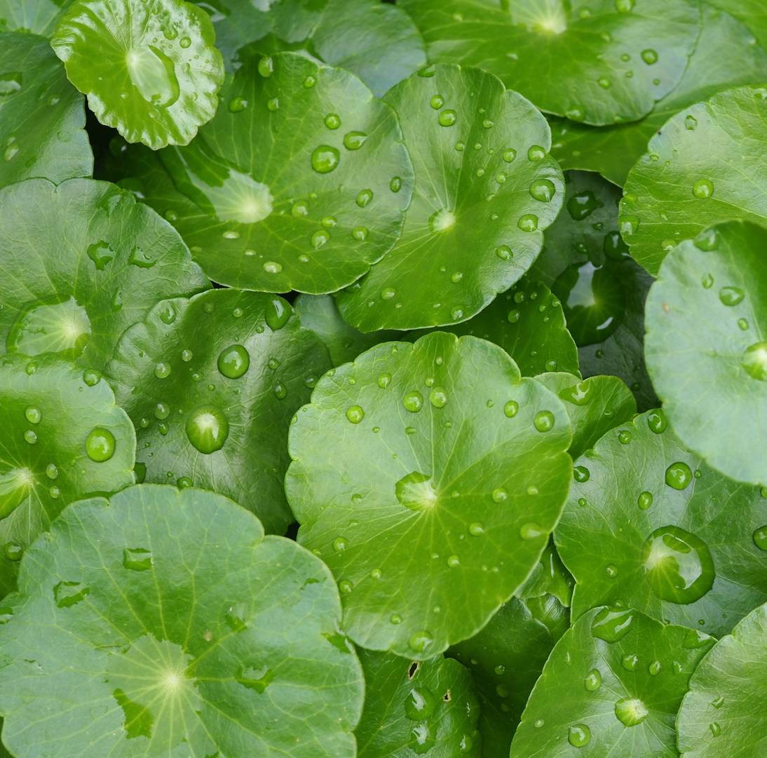 Gotu Kola 