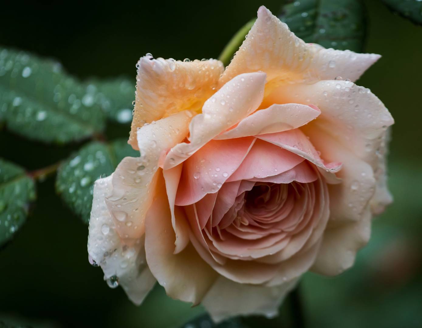 Ros A Shropshire Lad