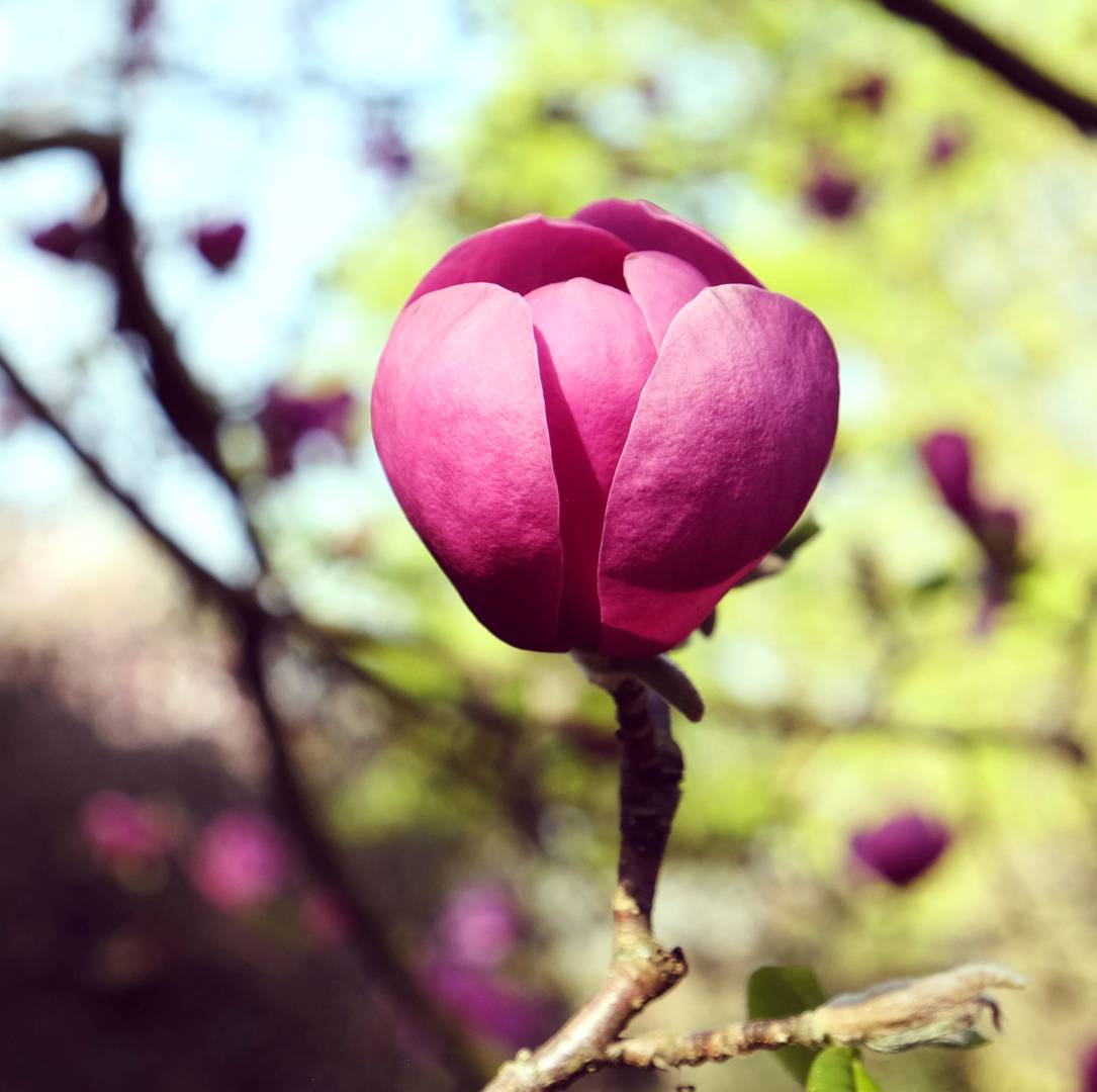 Magnolia Black Tulip