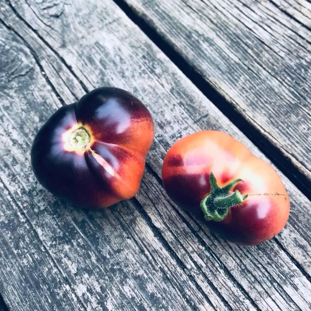 Dvärgtomat Micro Purple