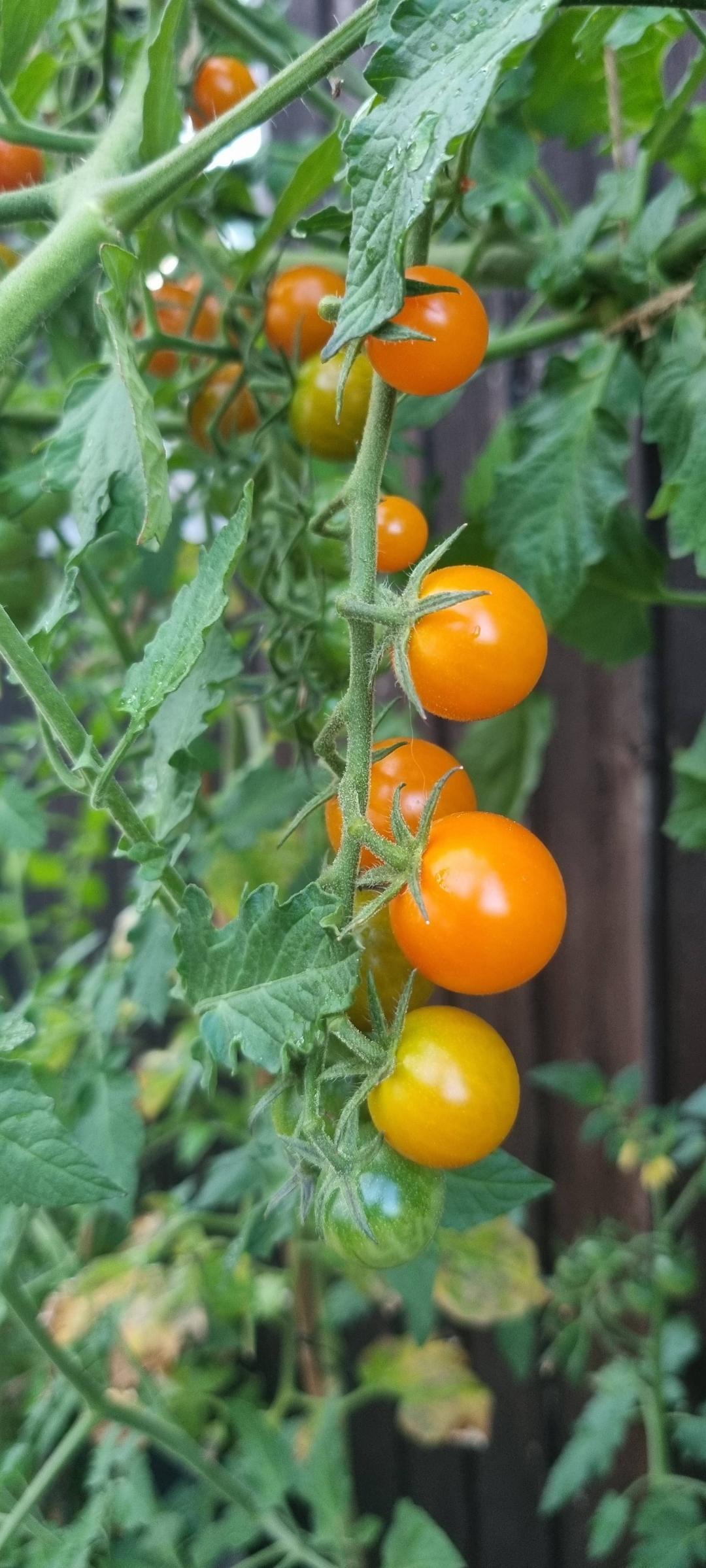 Körsbärstomat Sungold