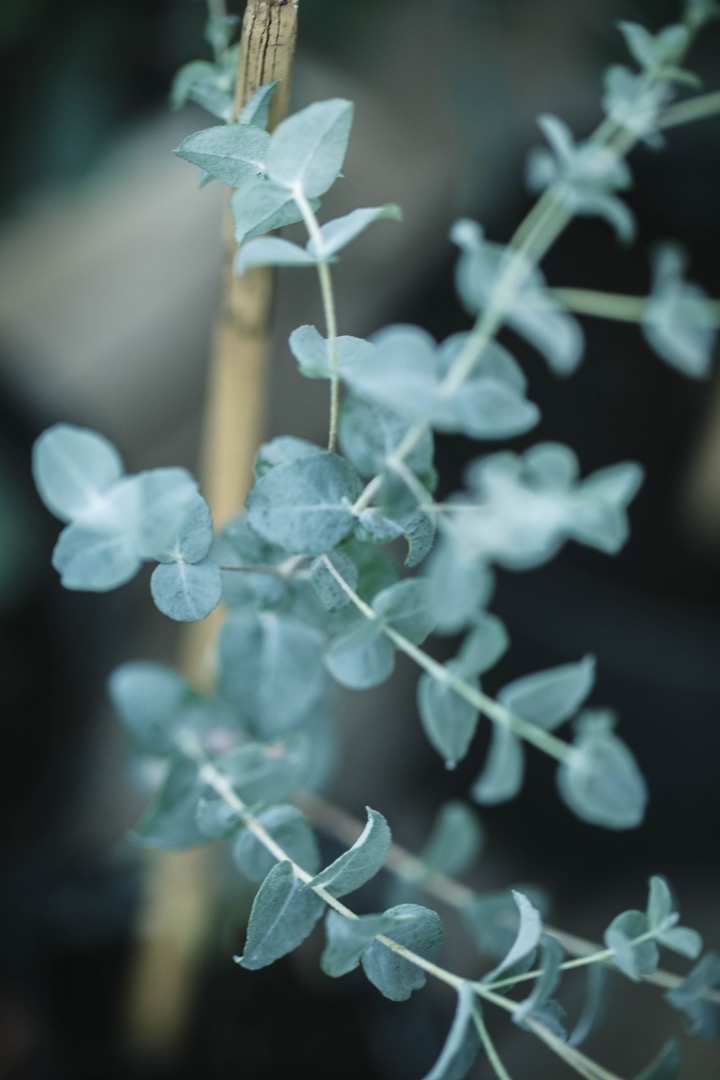 Eukalyptus Moon Lagoon