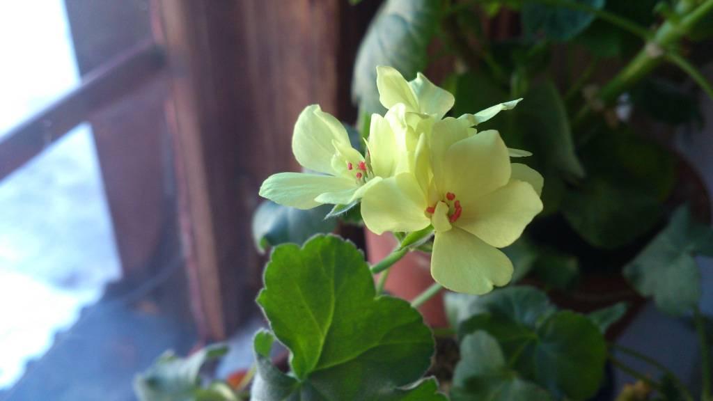 Pelargon First Yellow