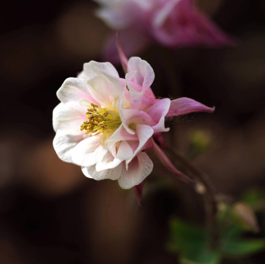 Akleja Winky Double Rose & White