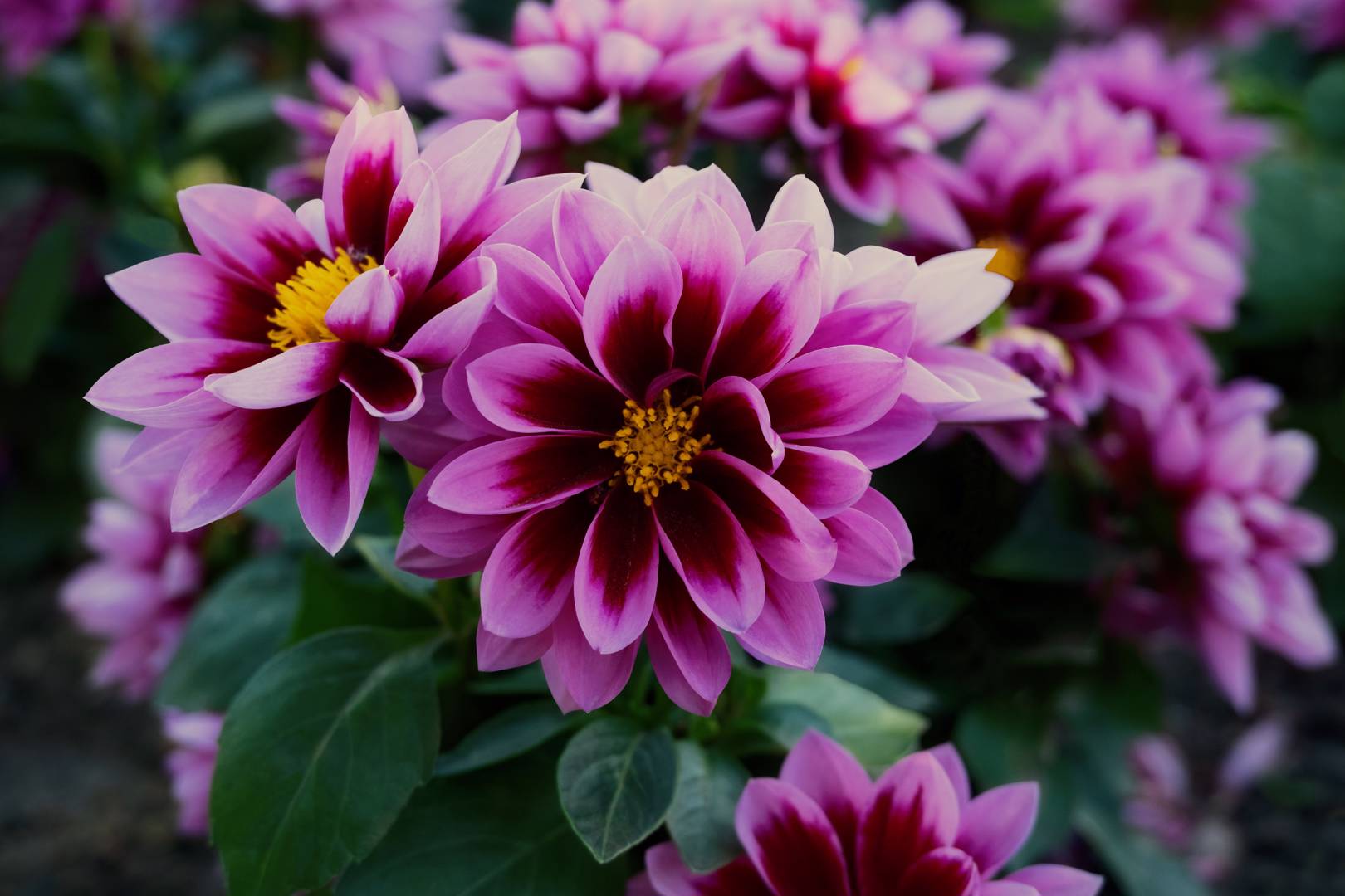 Sommardahlia (Frösådd) 