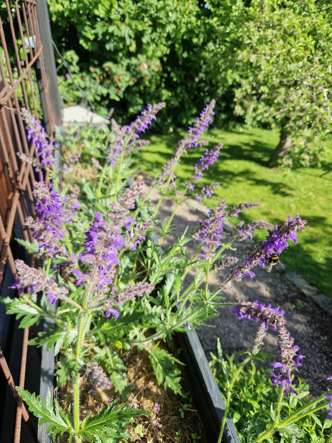 Stäppsalvia Feathers Peacock