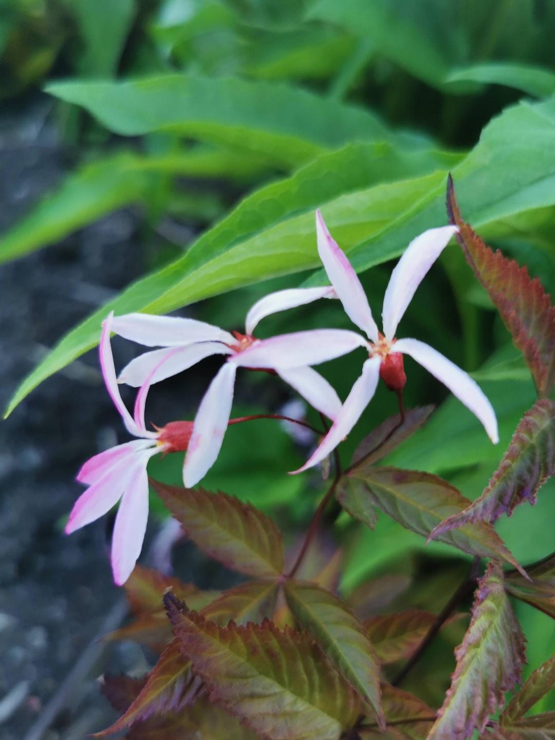 Gillenia Pink Profusion
