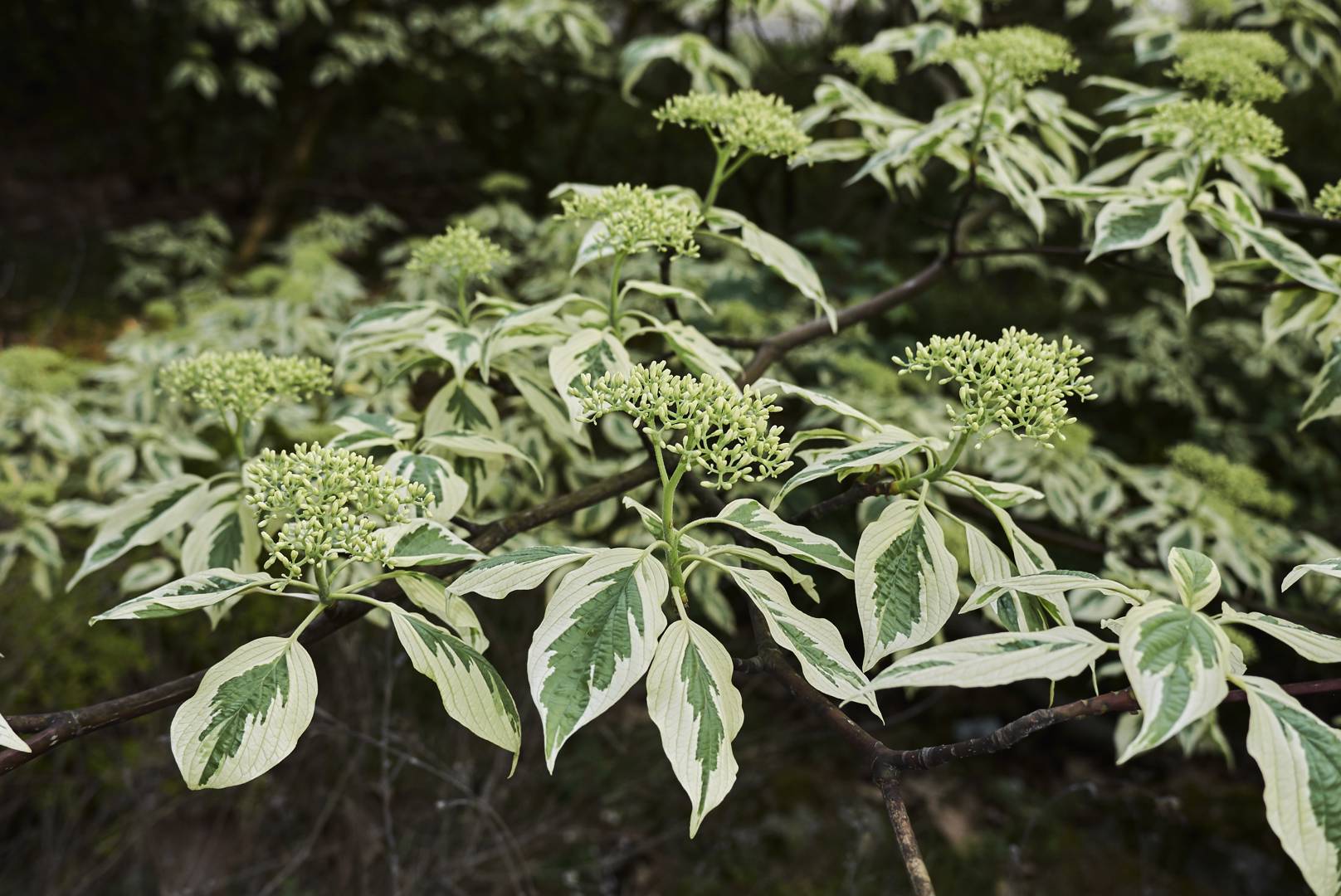 Pagodkornell Variegata