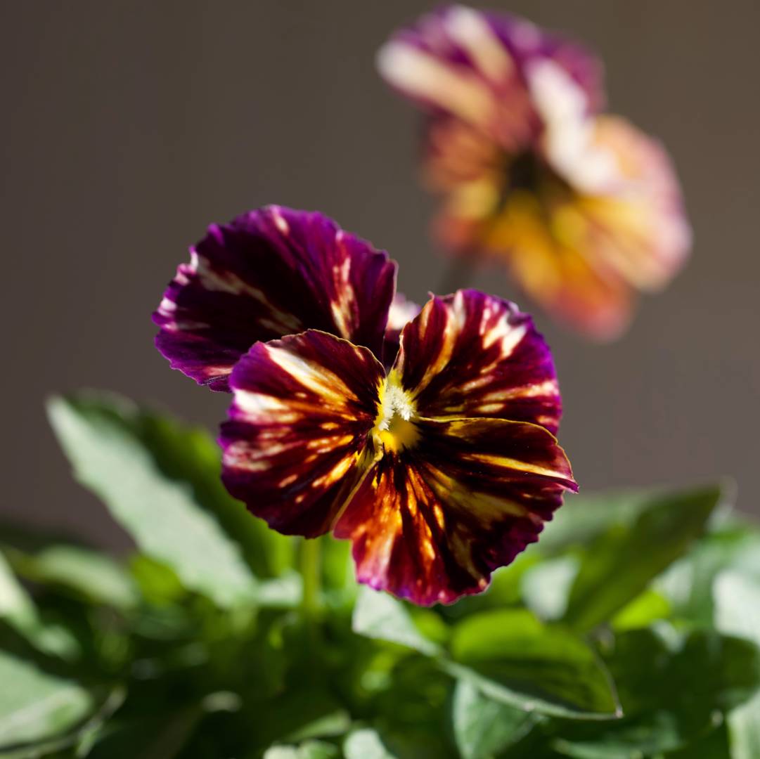 Brokviol Brush Strokes