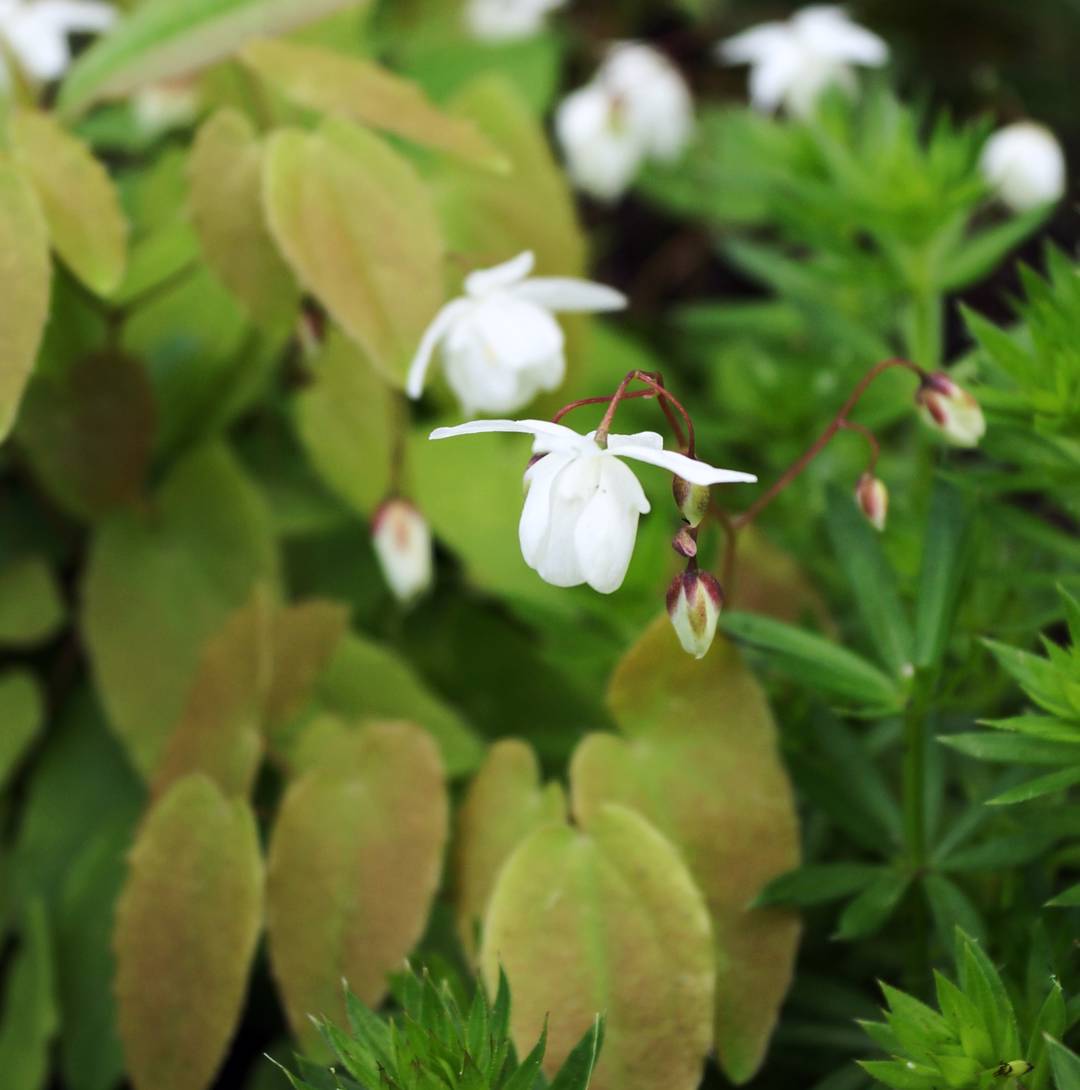 Vit Sockblomma Niveum