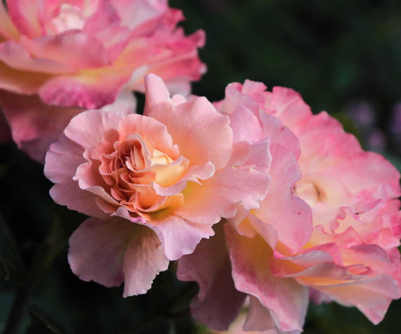 Ros Augusta Luise