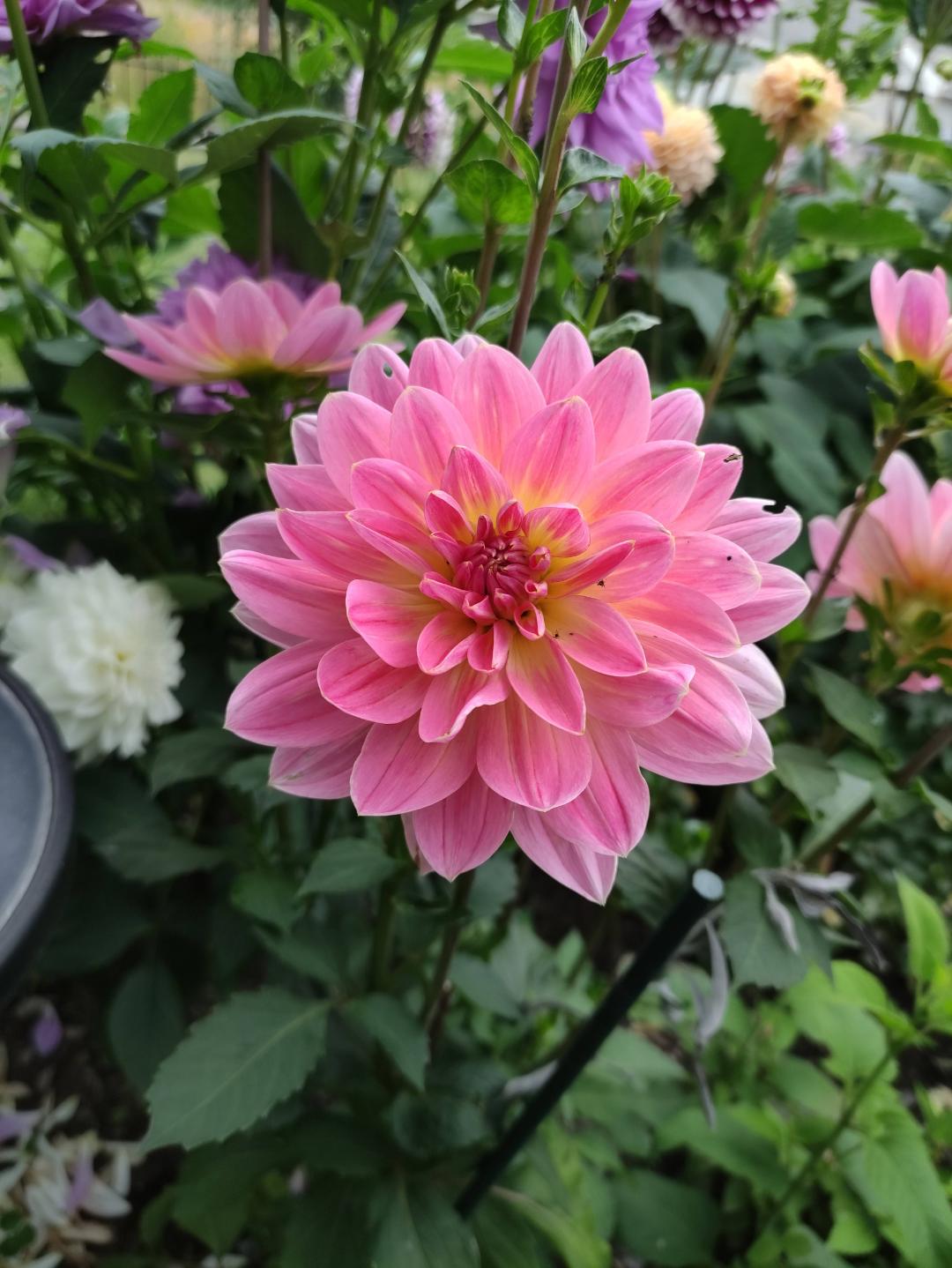 Dahlia Twiggy