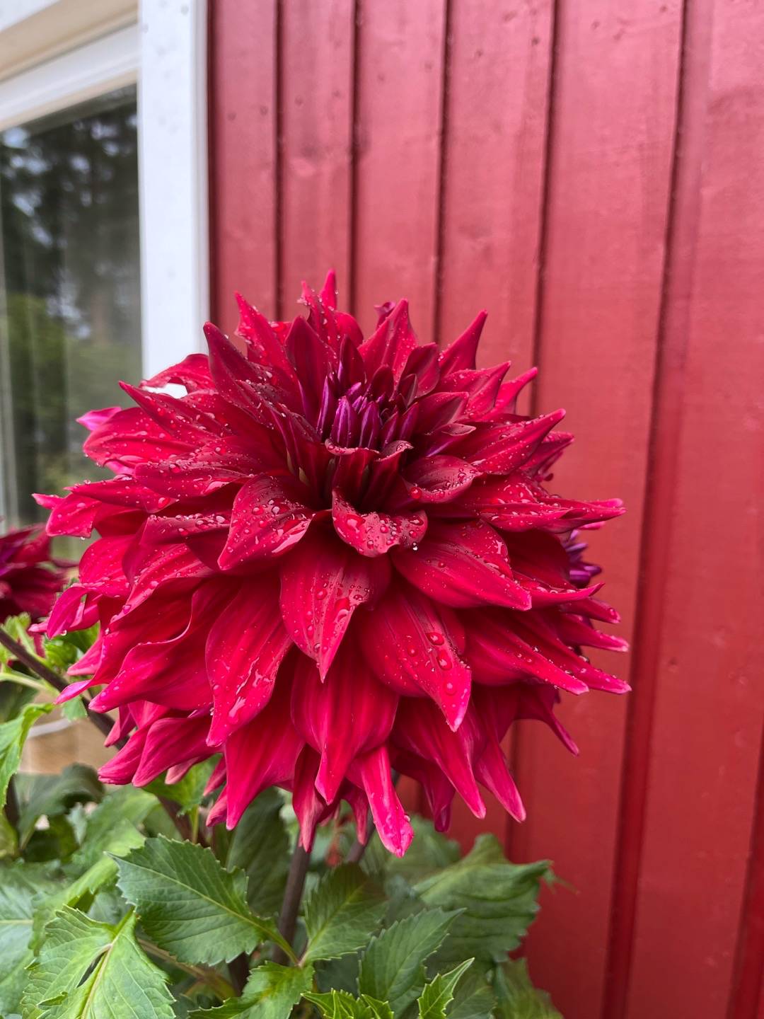 Dahlia Zorro