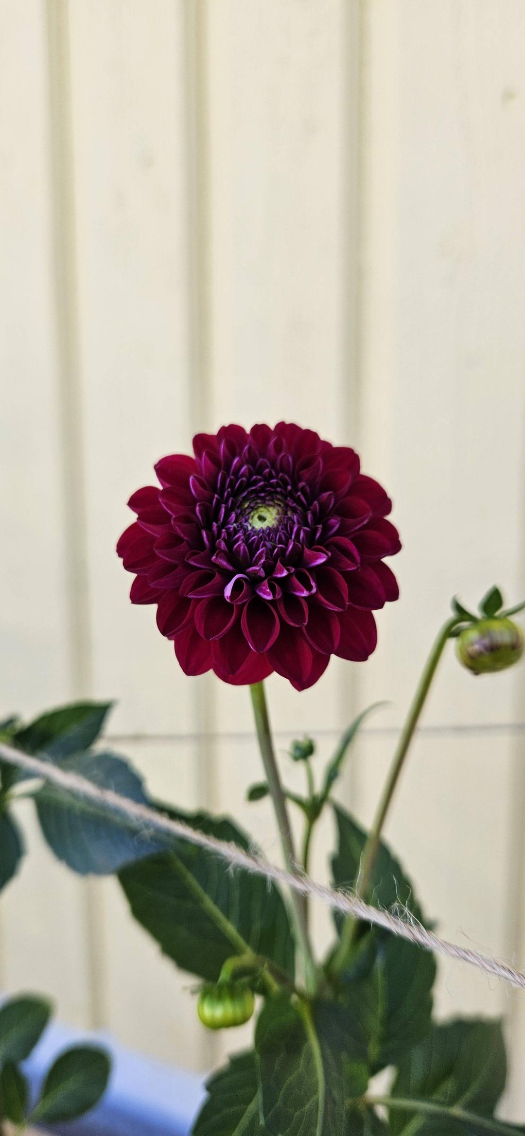 Dahlia Natal