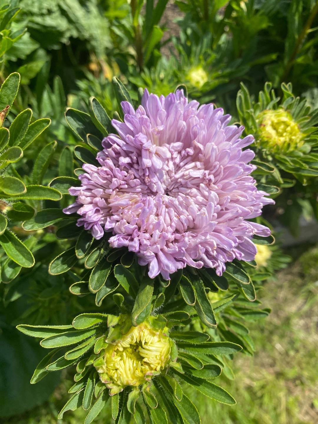 Biflora