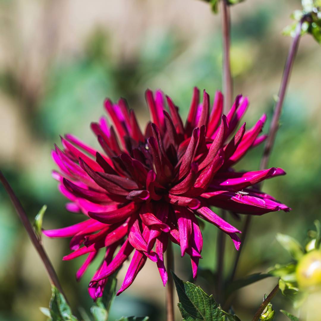 Dahlia Black Narcissus