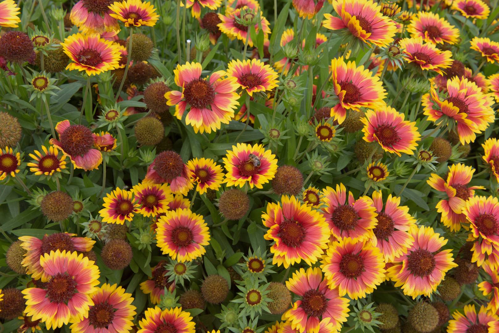 Kokardblomster 