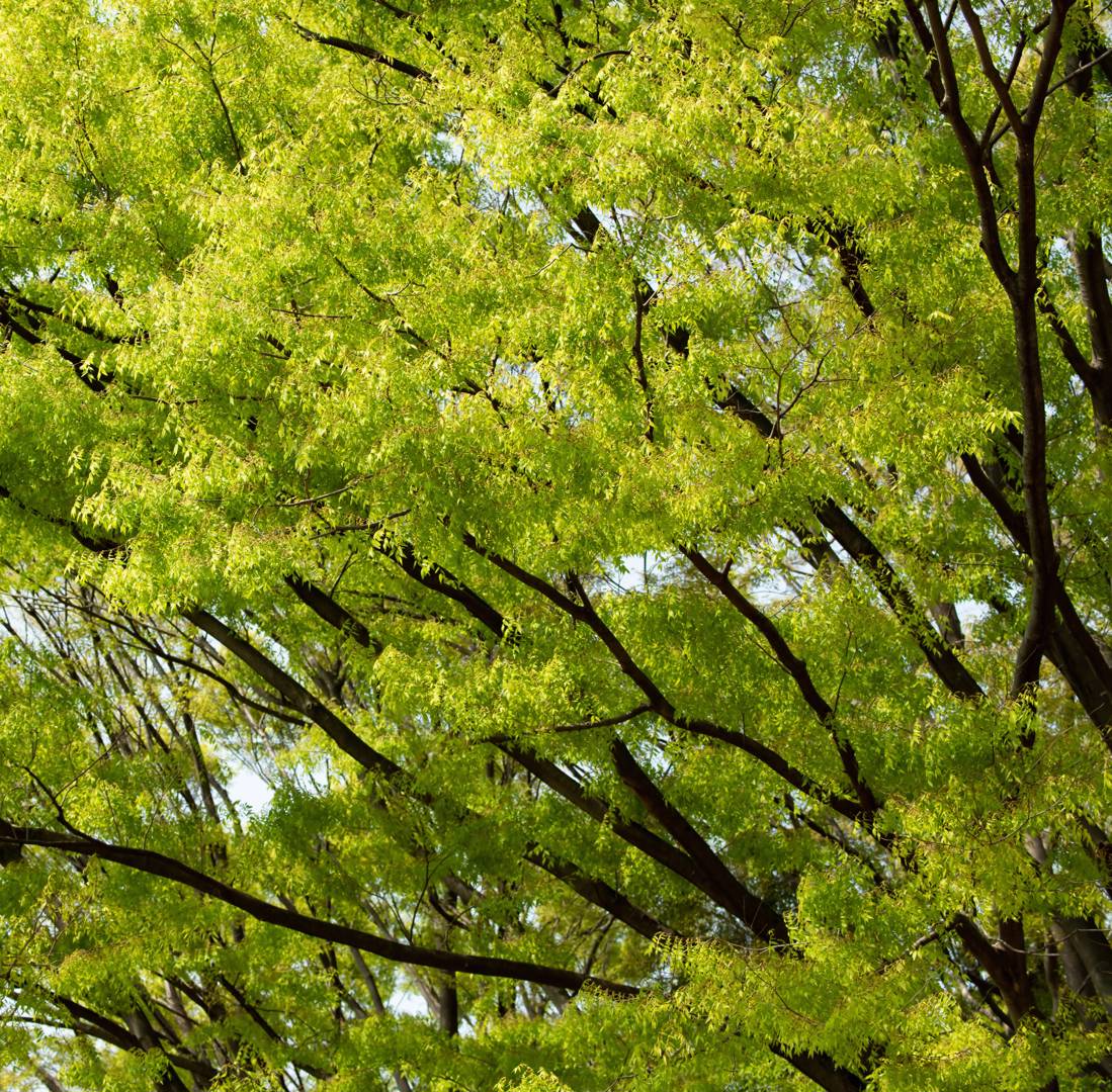 Japansk Zelkova 