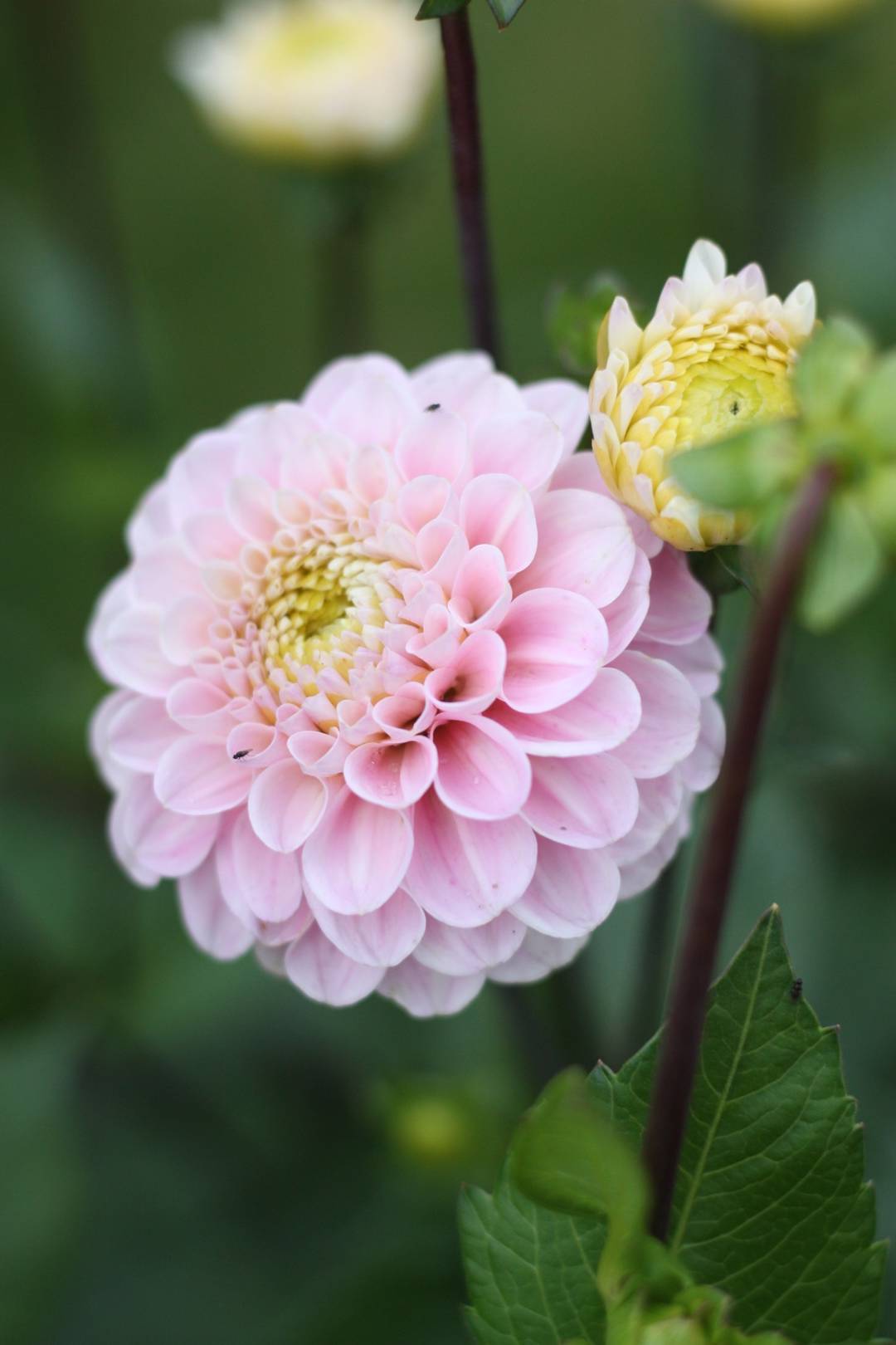 Dahlia Wizard of Oz