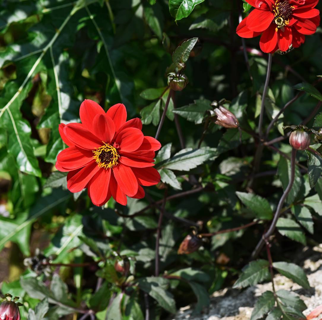Dahlia Happy Single Romeo