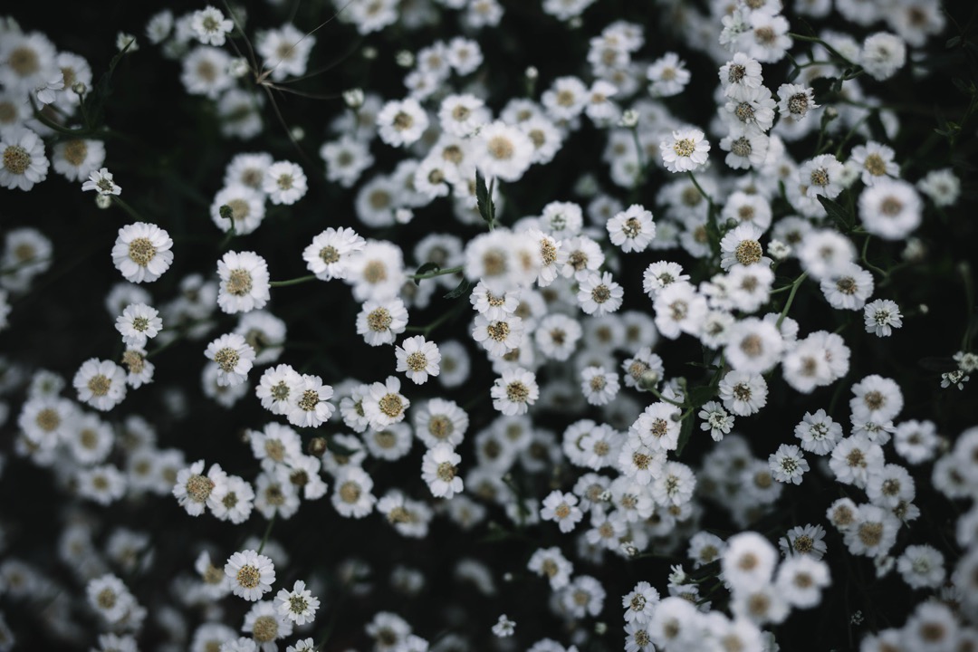 Anna Dymling