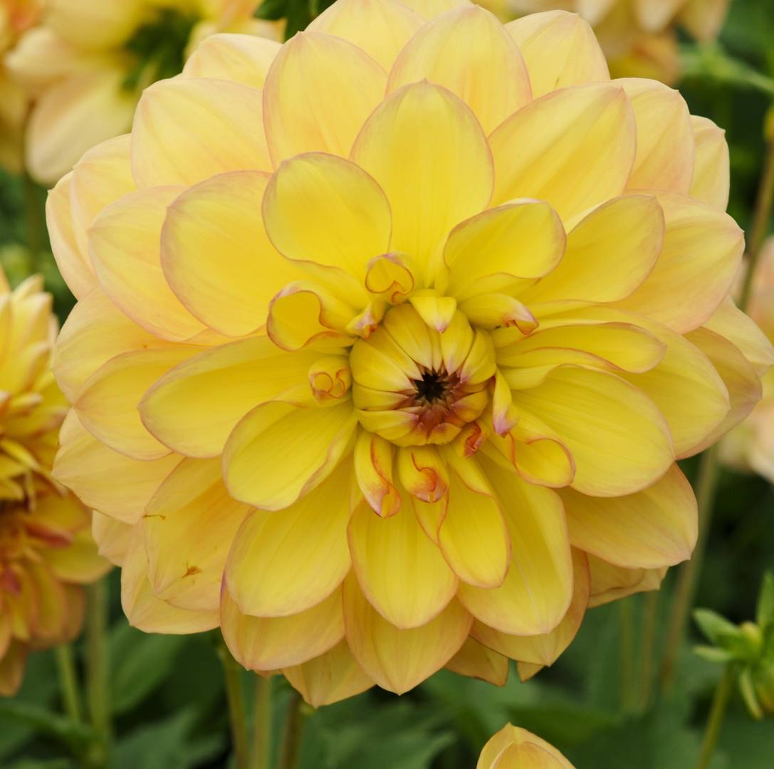 Dahlia Happy Go Lucky