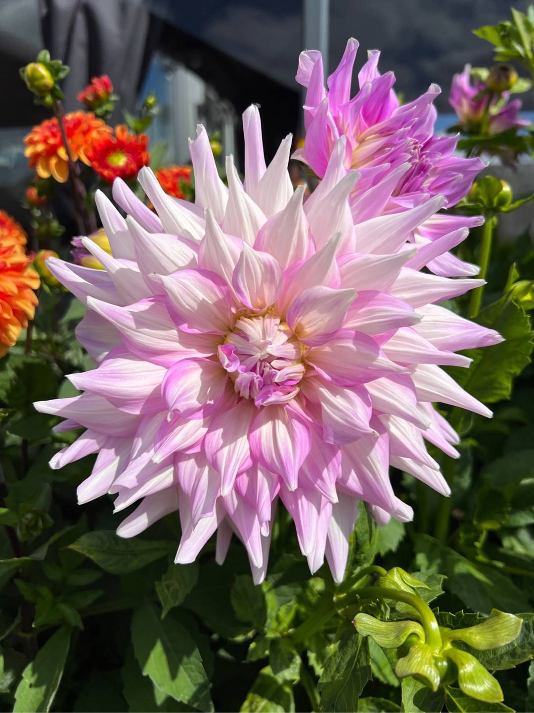 Dahlia Almand's Joy