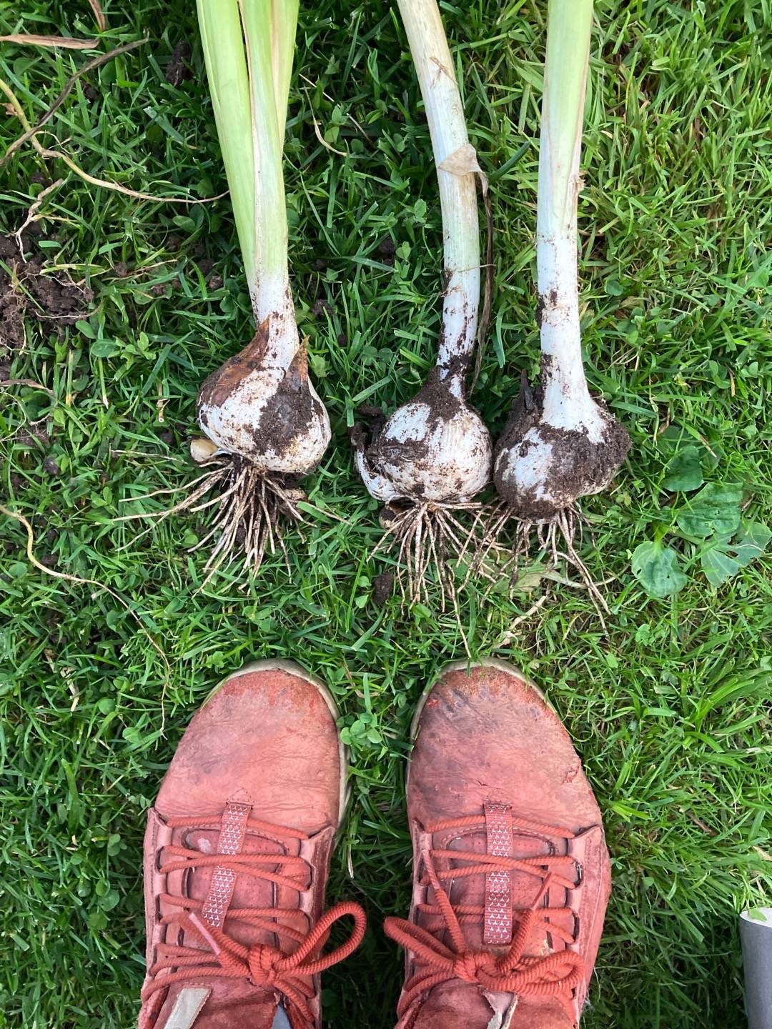 Pensionat Graneliden