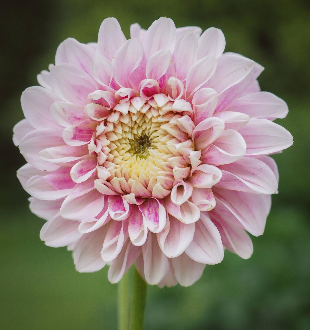 Norrakrakhultsträdgård