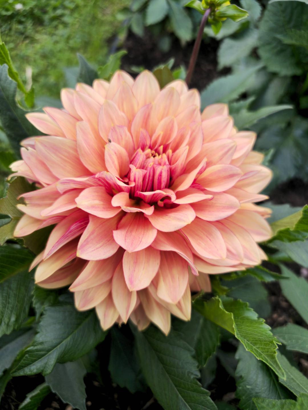 Dahlia Miss Brandy