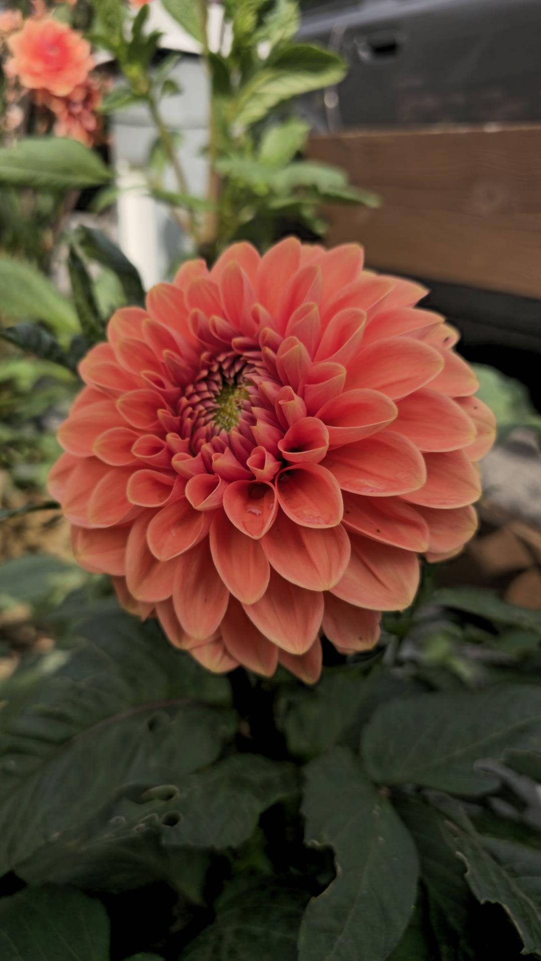 7sortersblomster