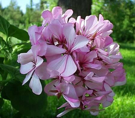 Pelargon Oxarv