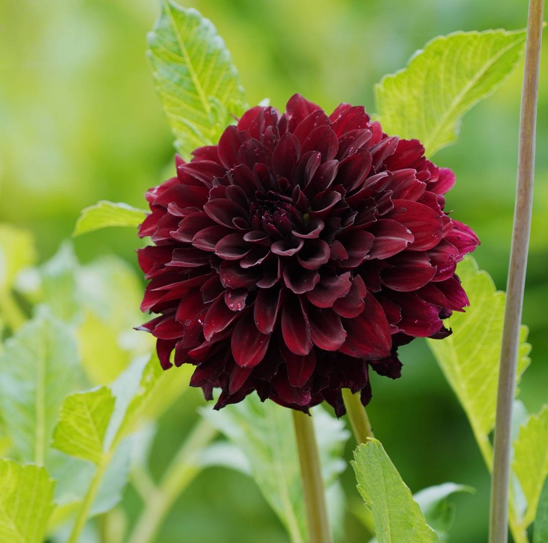 Dahlia Rip City