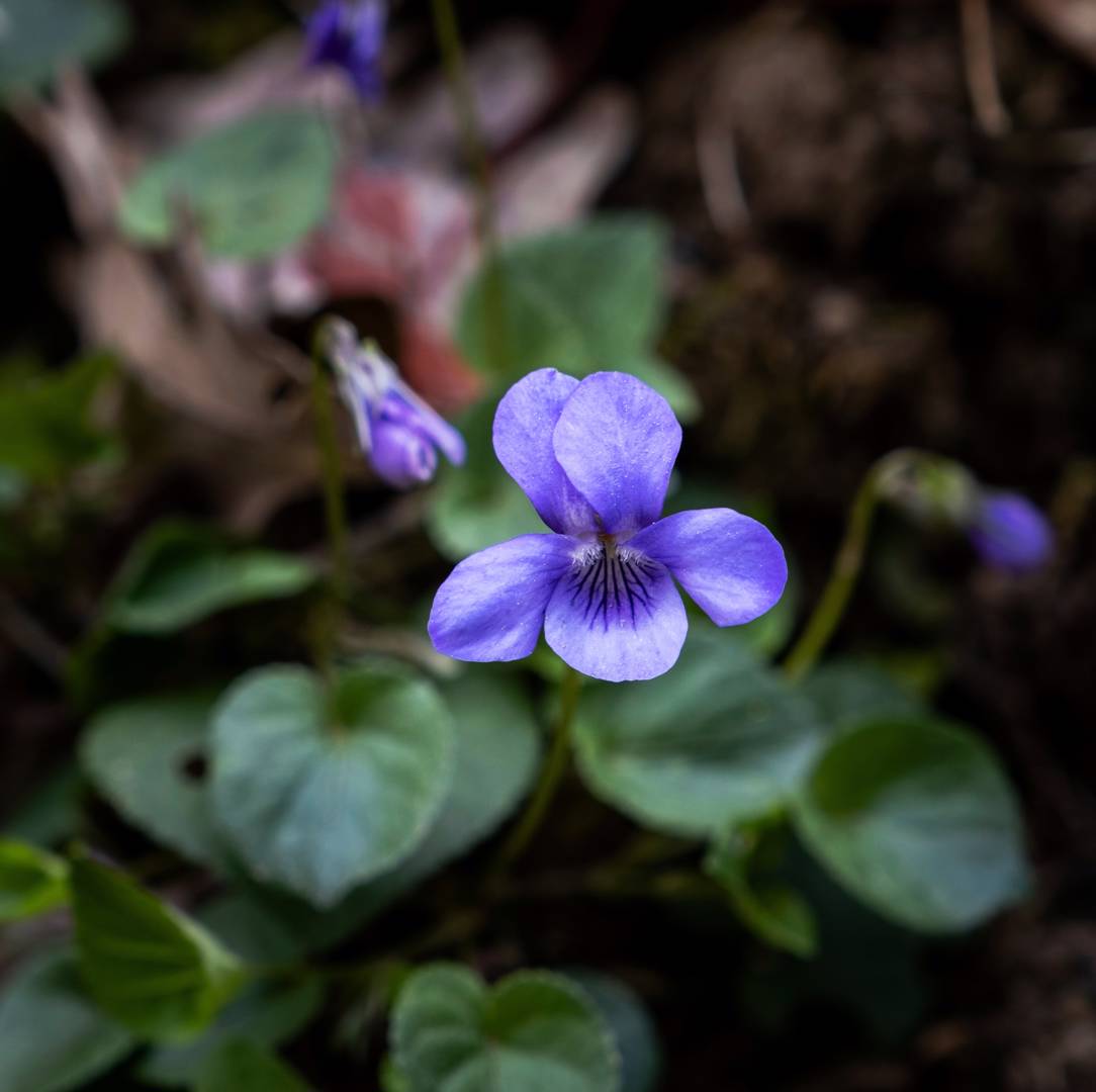 Purpurviol Purpurea