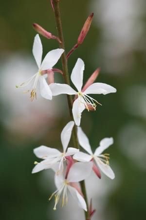 Sommarljus Karalee White
