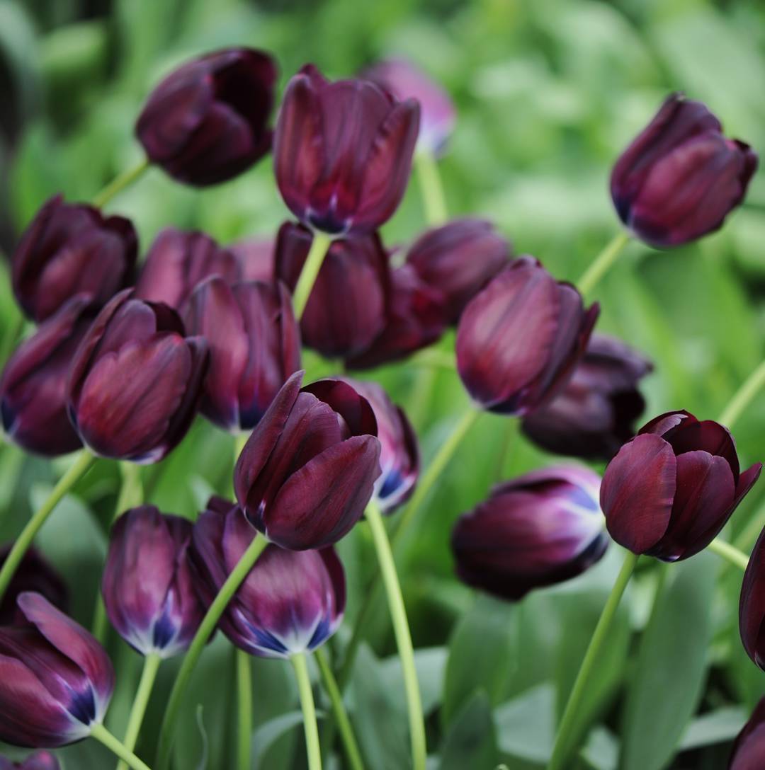 Tulpan Black Bean